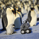 Image for article titled This Adorable Robotic Penguin Is Changing The Way We Study Animals